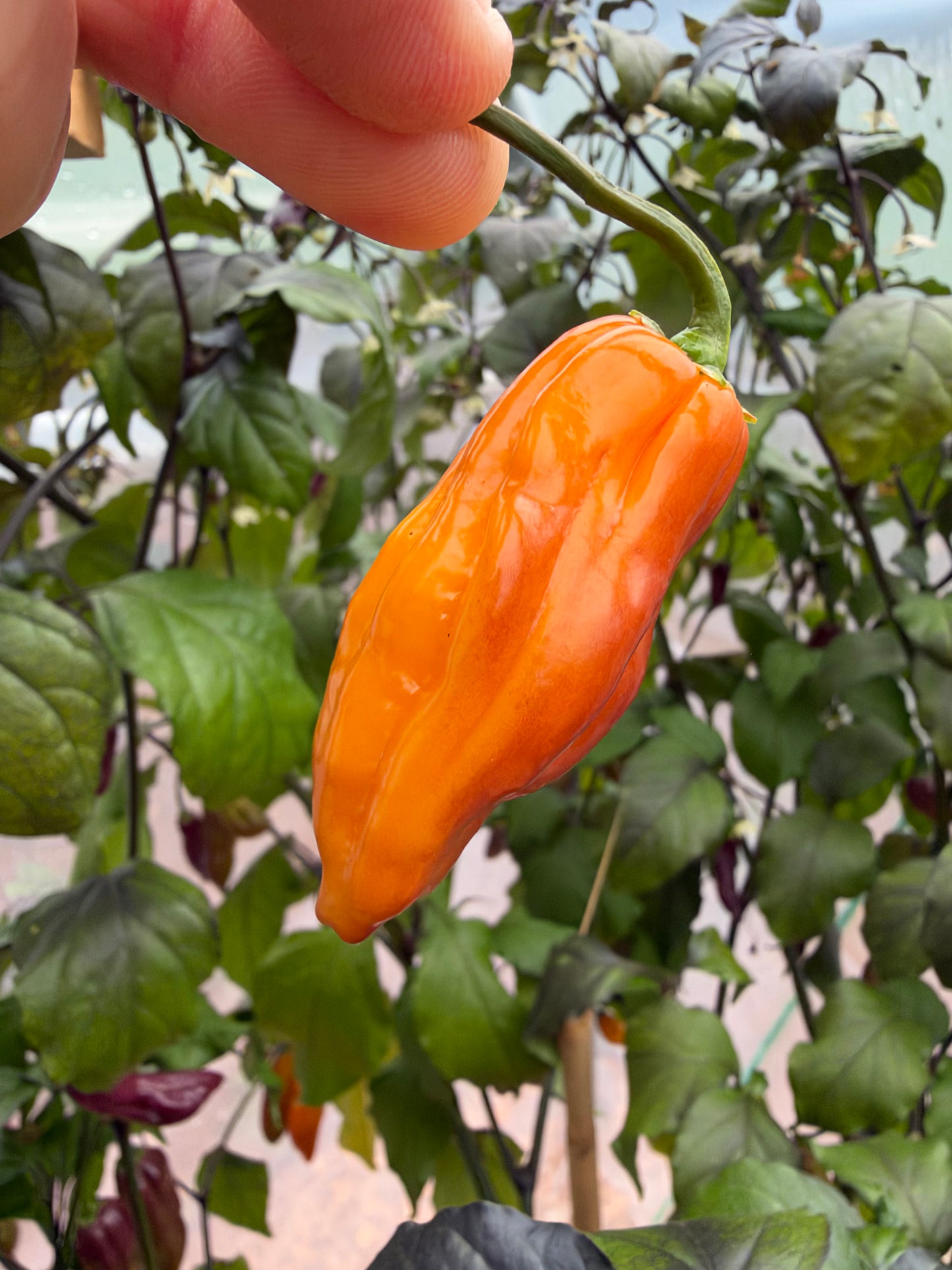 Bhut Jolokia Supreme *demnächst verfügbar*