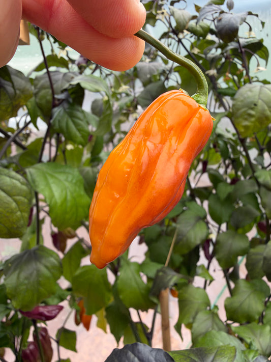 Bhut Jolokia Supreme *demnächst verfügbar*