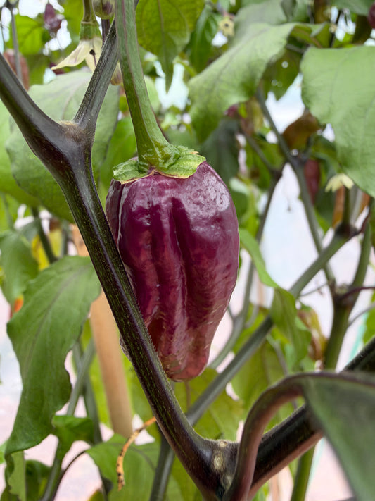Bhut Jolokia Supreme *demnächst verfügbar*