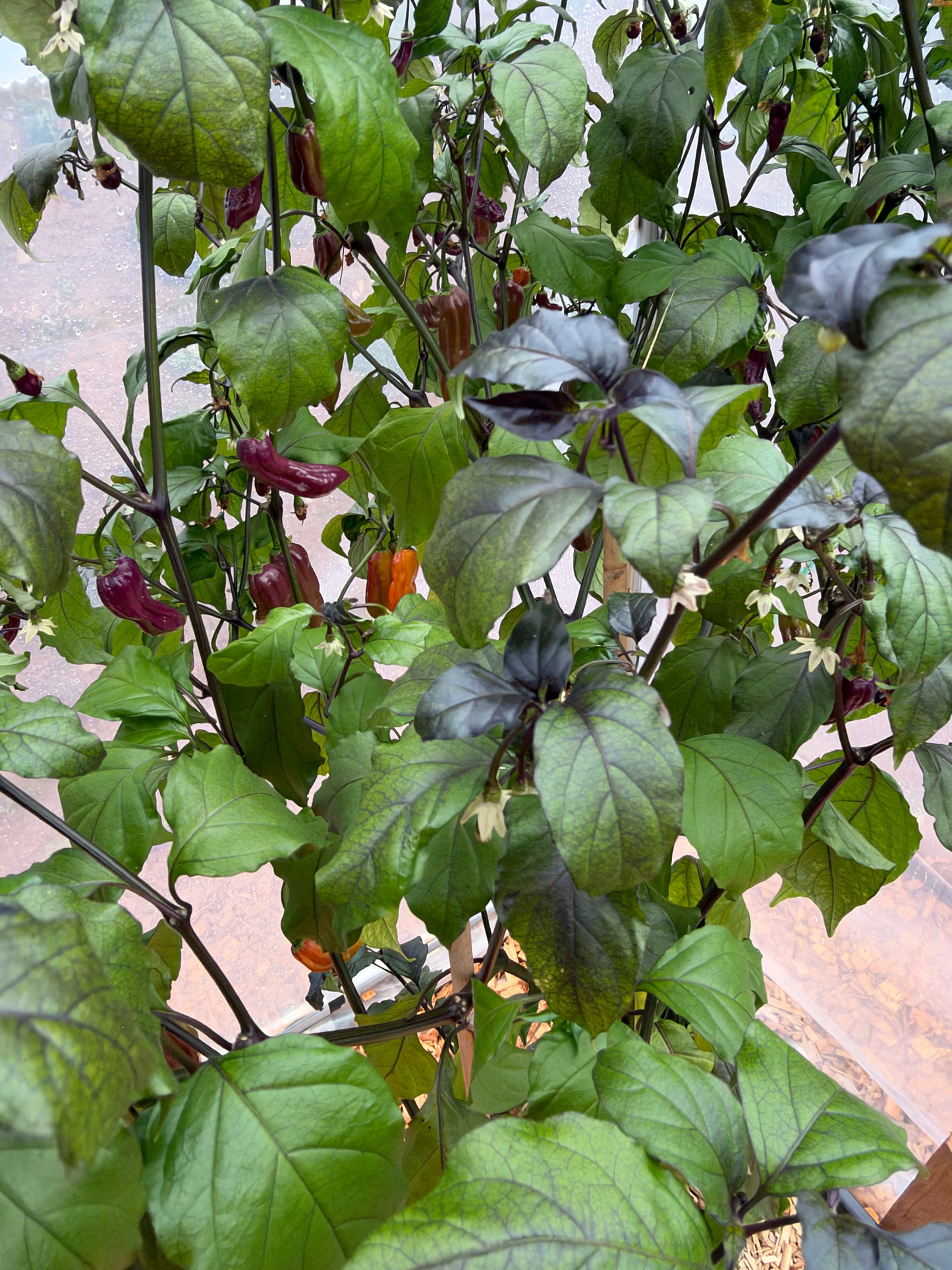 Bhut Jolokia Supreme *demnächst verfügbar*