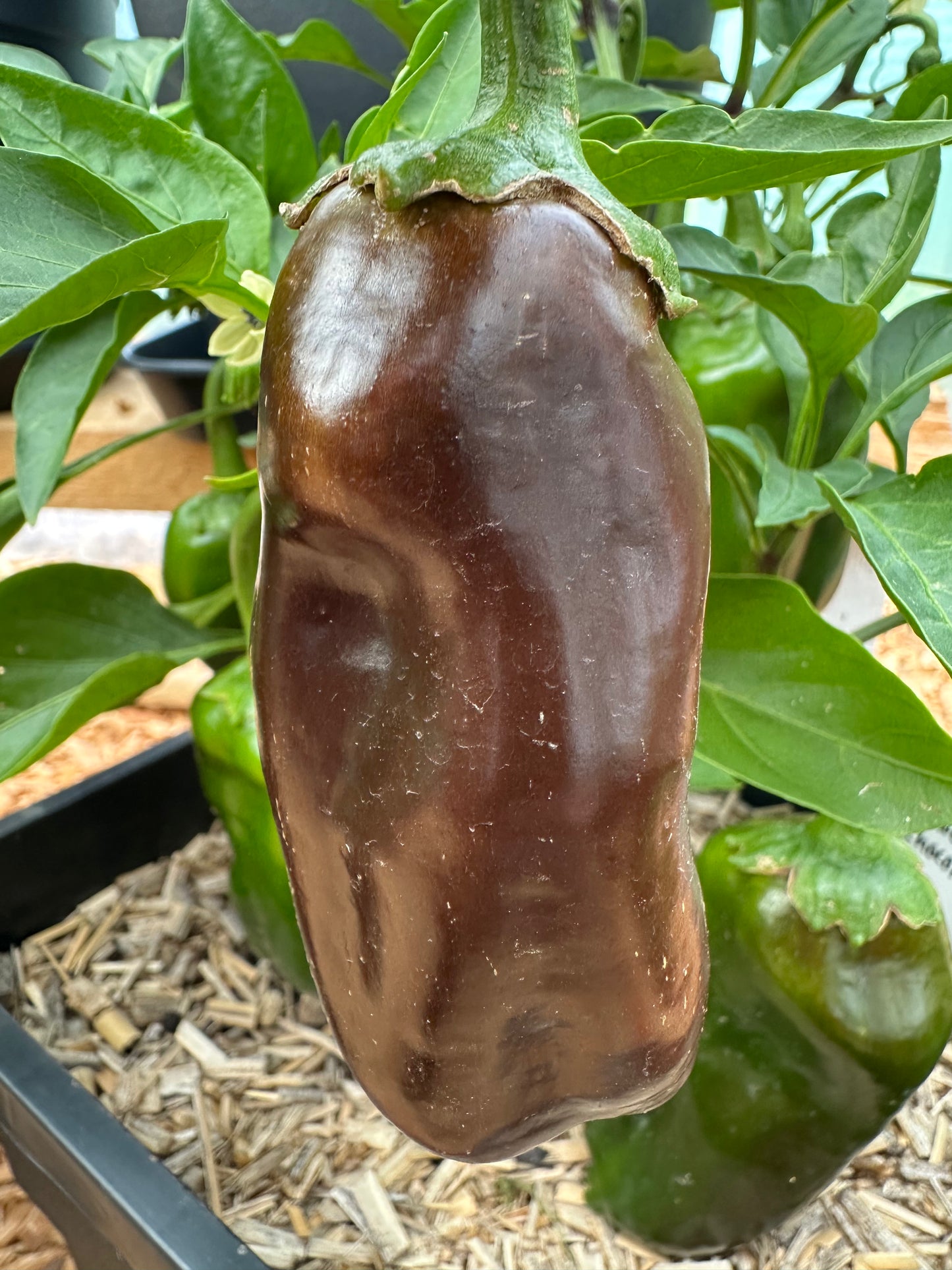 Paprika Sweet Chocolate