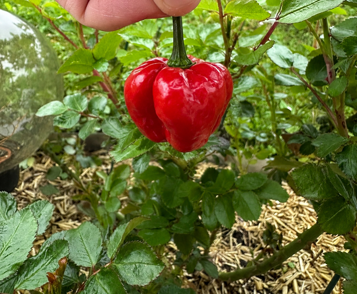 Sweet Moruga *isoliert*