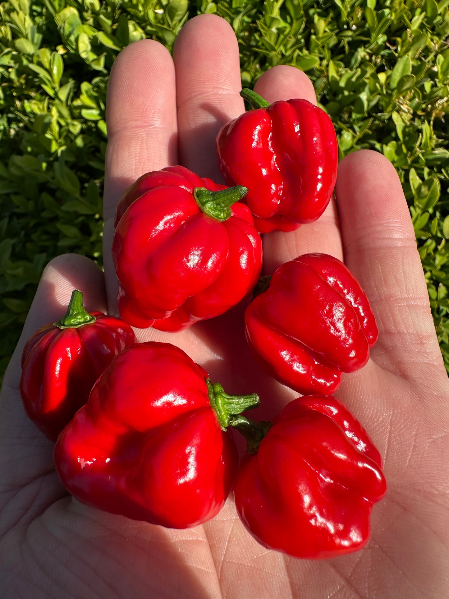 Sweet Moruga *isoliert*