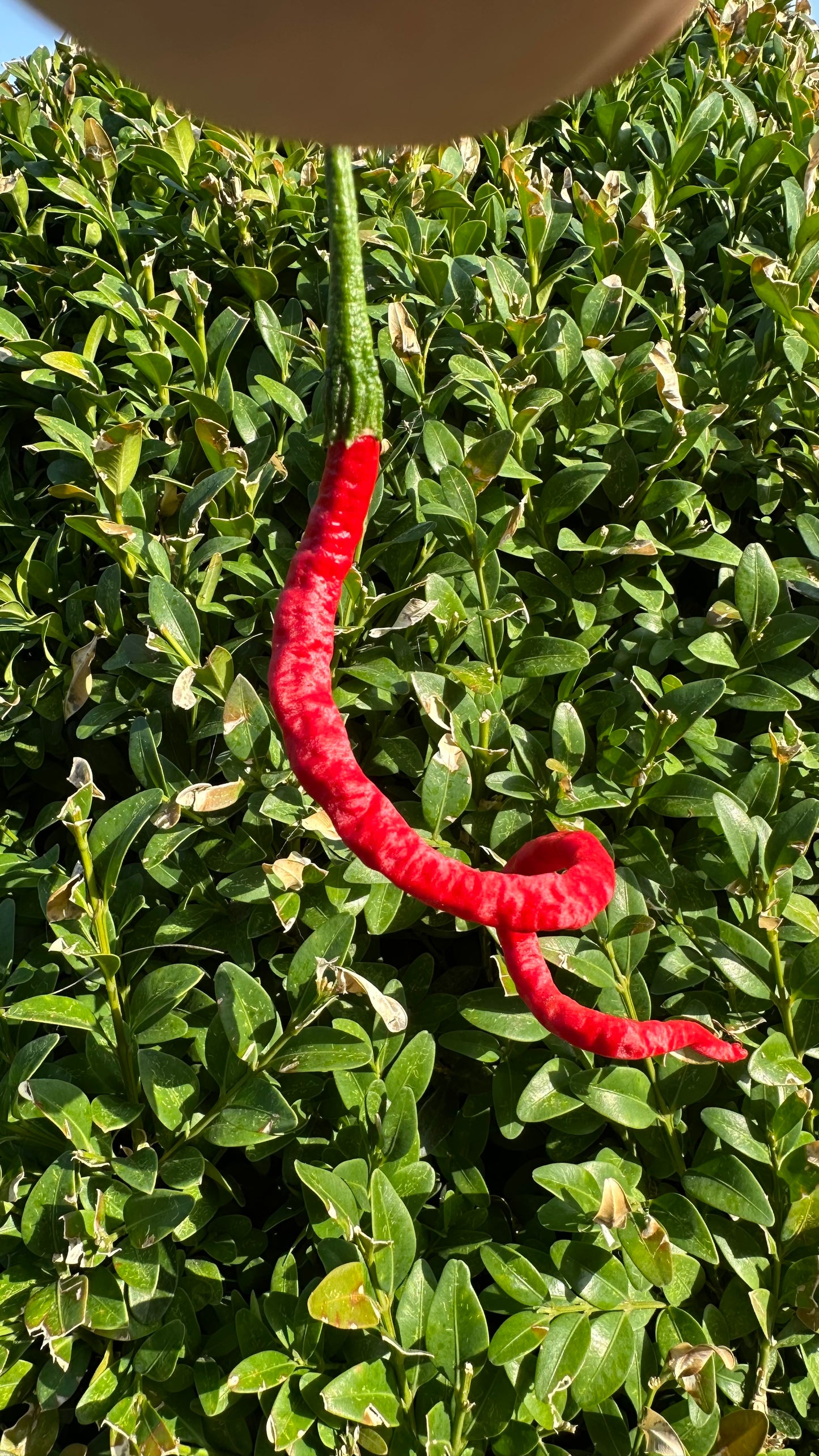 Thunder Mountain Longhorn 2025