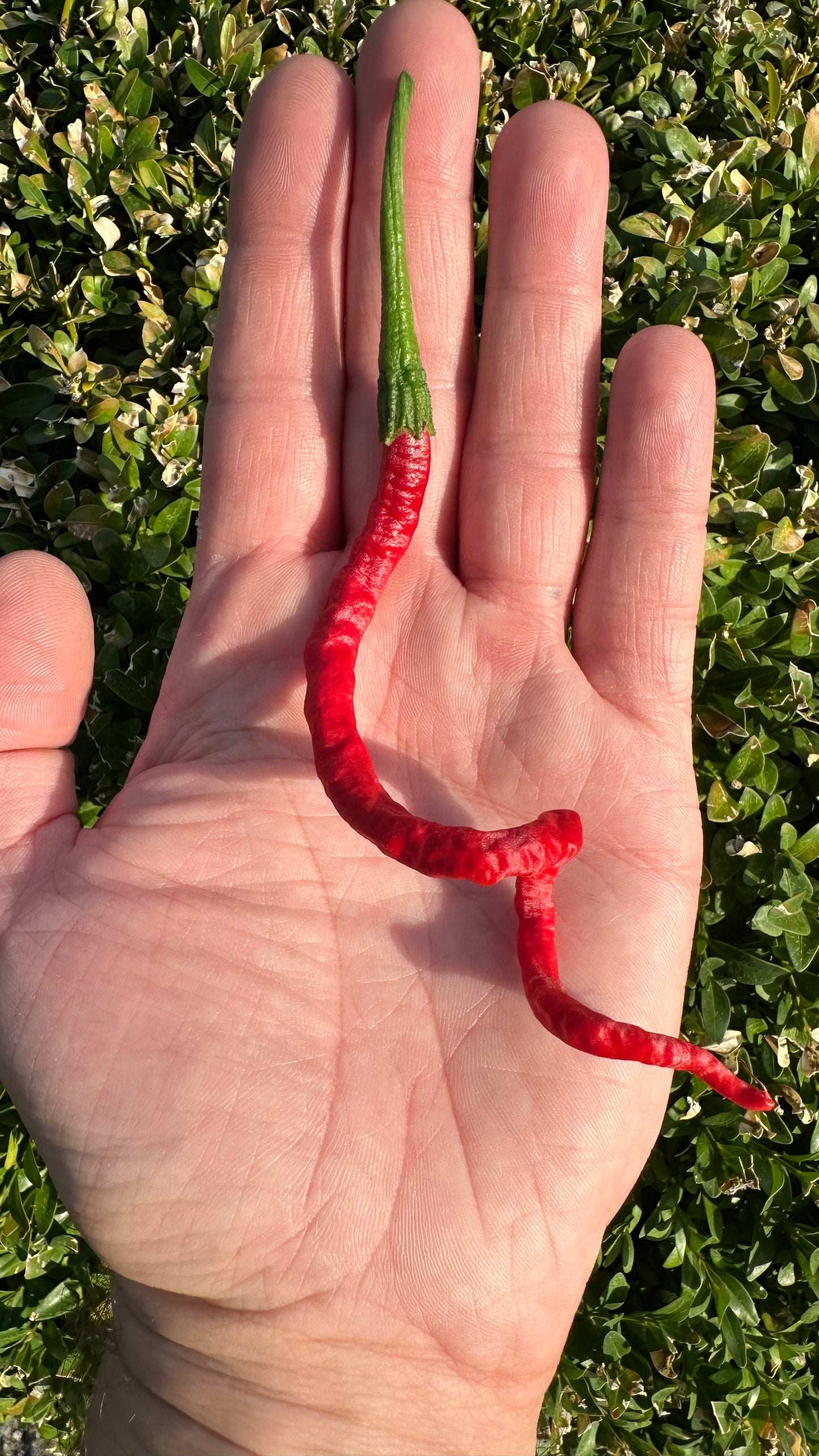 Thunder Mountain Longhorn 2025