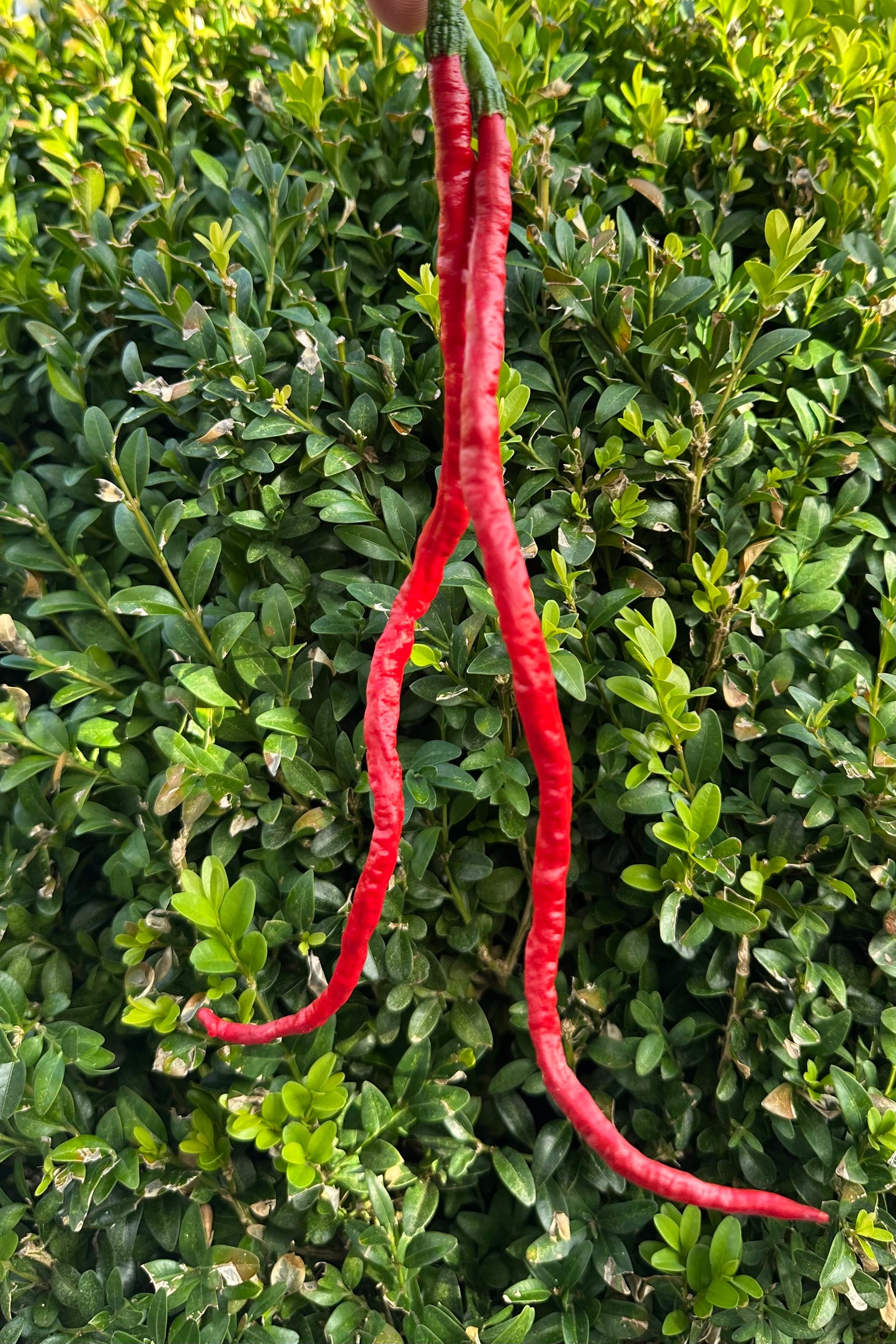 Thunder Mountain Longhorn 2025