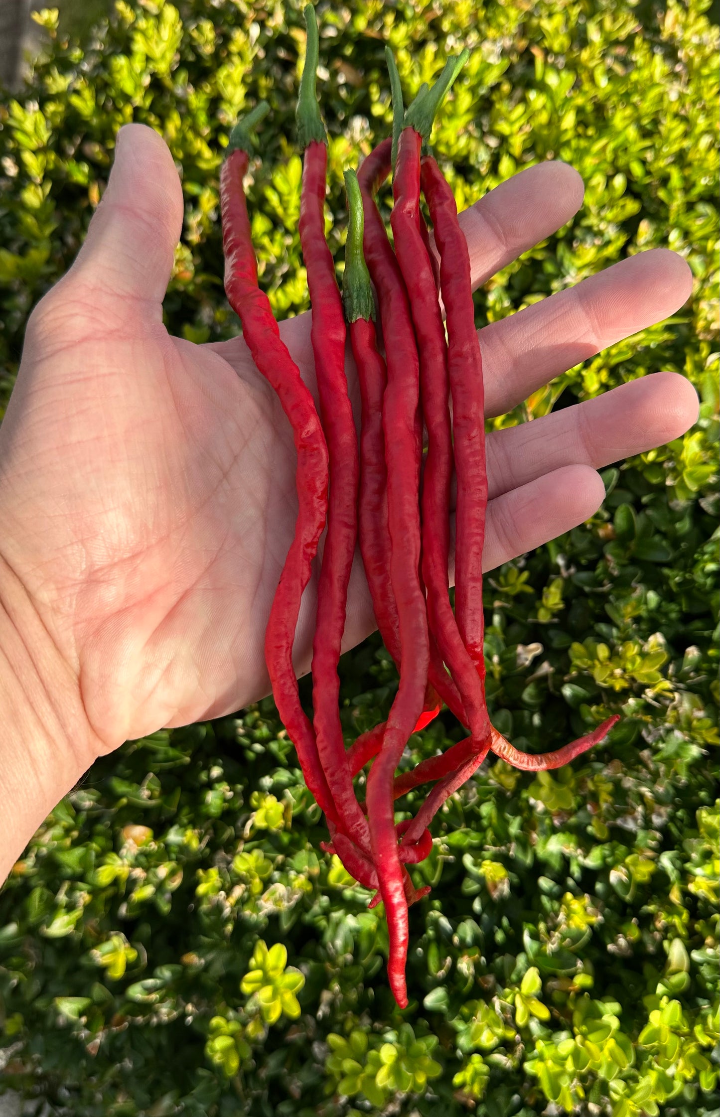 Thunder Mountain Longhorn 2025