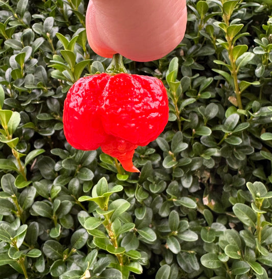 Trinidad Moruga Scorpion