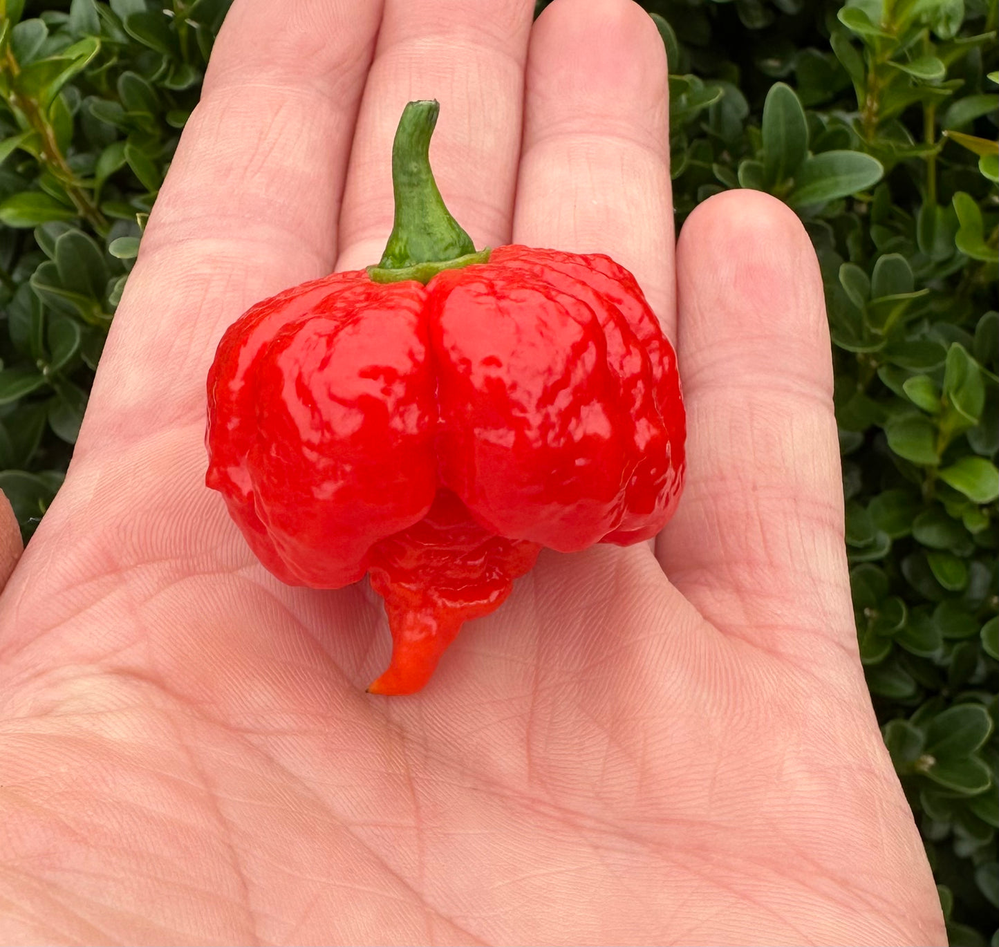 Trinidad Moruga Scorpion