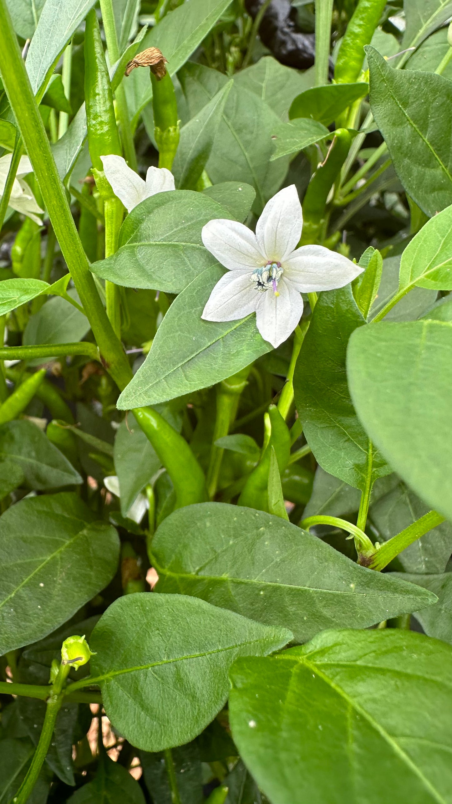 Thai Denchai