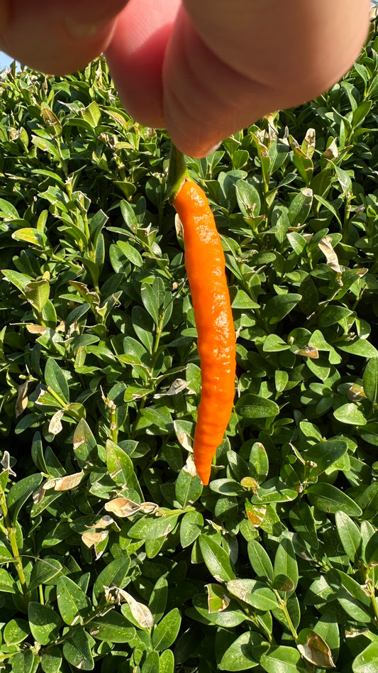 Thai Orange Hot 2025