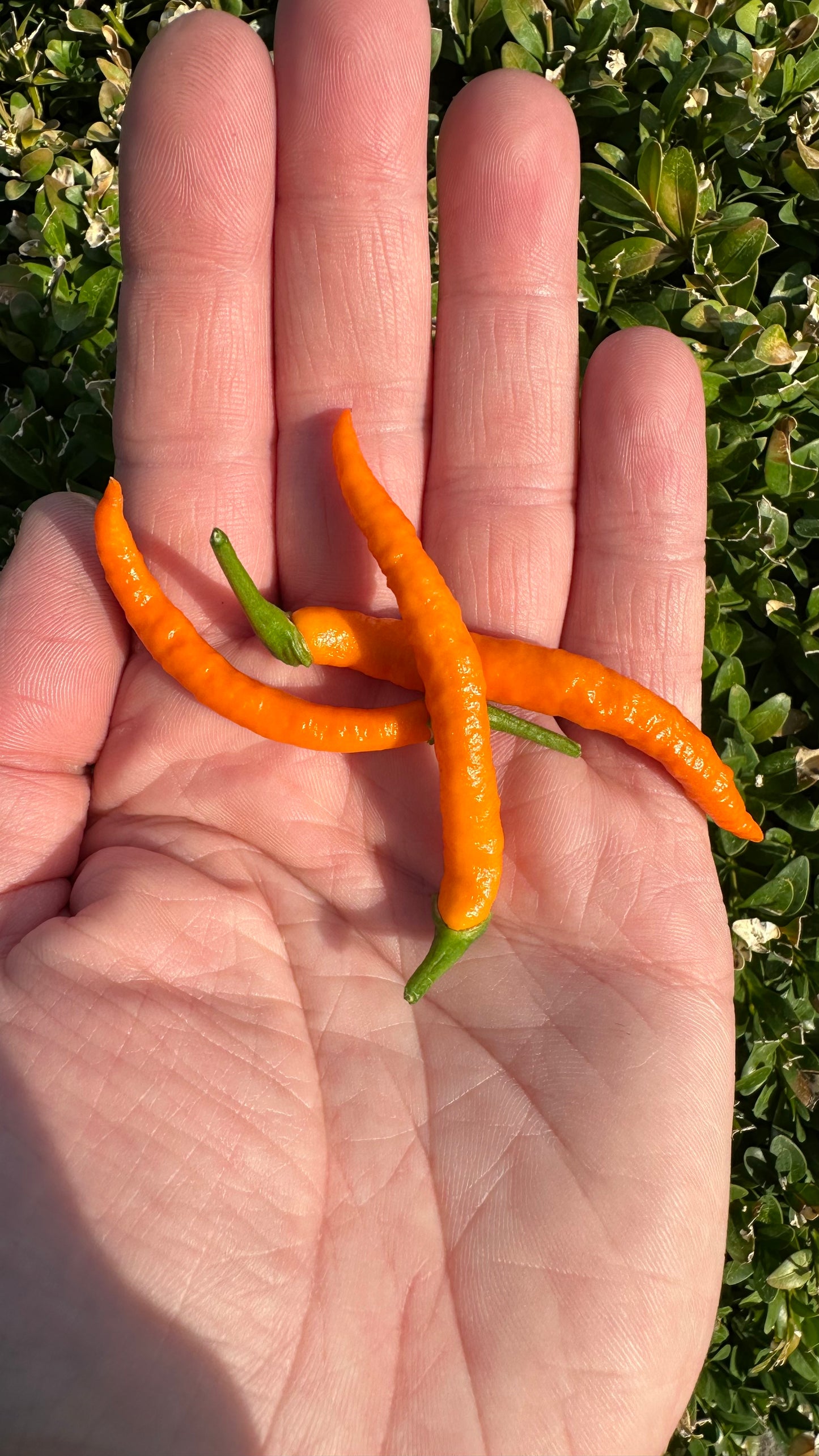 Thai Orange Hot 2025