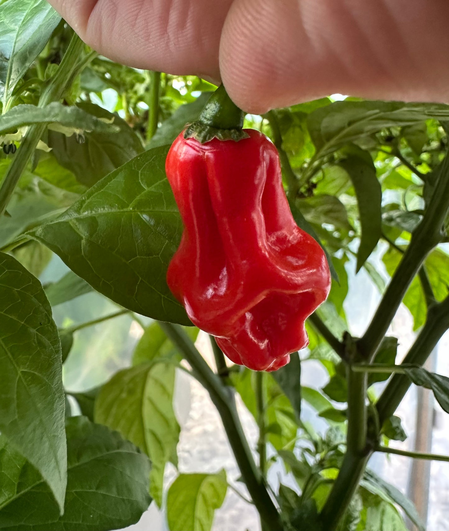 Habanero Grenada Tobago Seasoning *demnächst verfügbar*