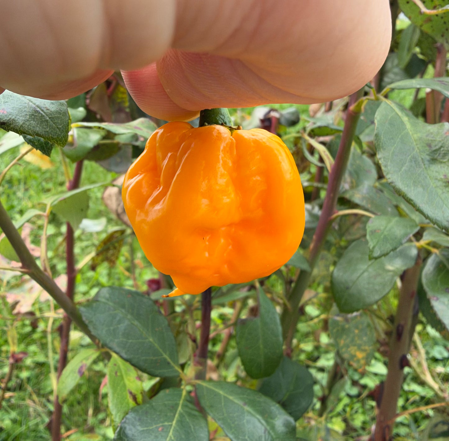 Trinidad Scorpion Moruga Yellow *demnächst verfügbar*