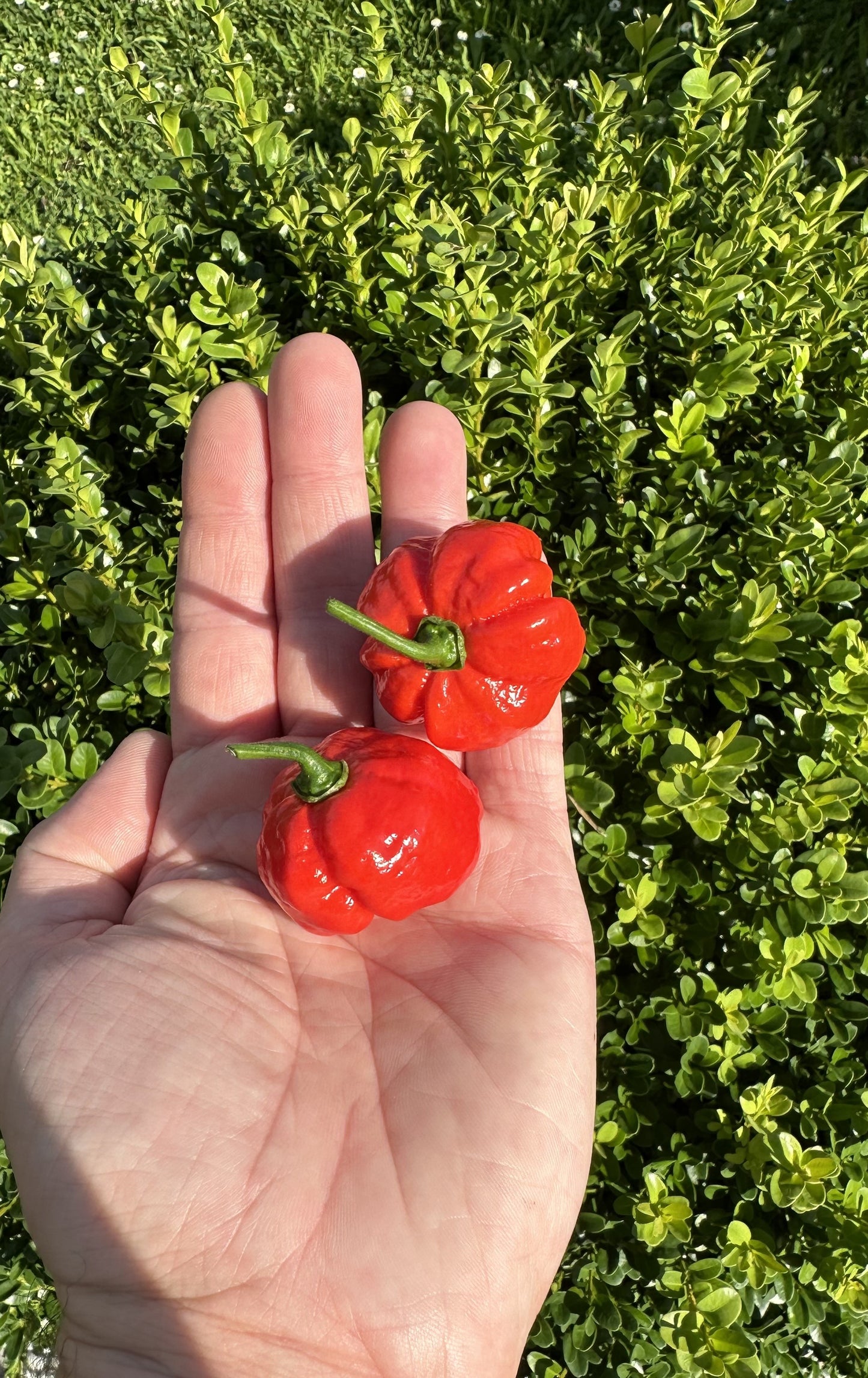 Trinidad Moruga Scorpion