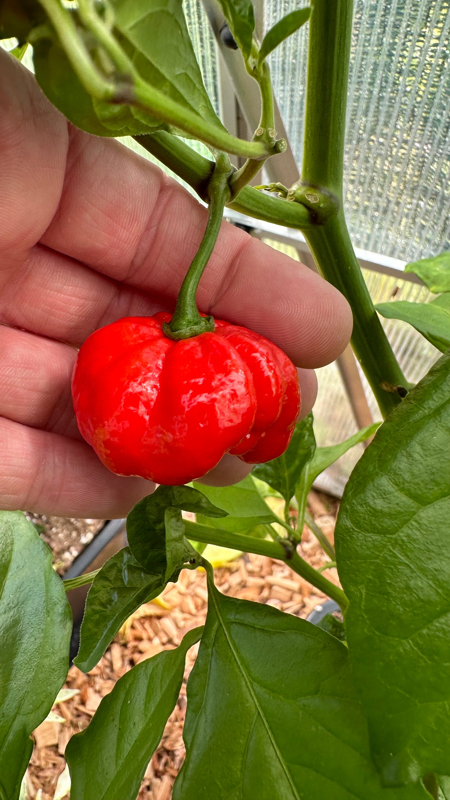 Trinidad Moruga Scorpion