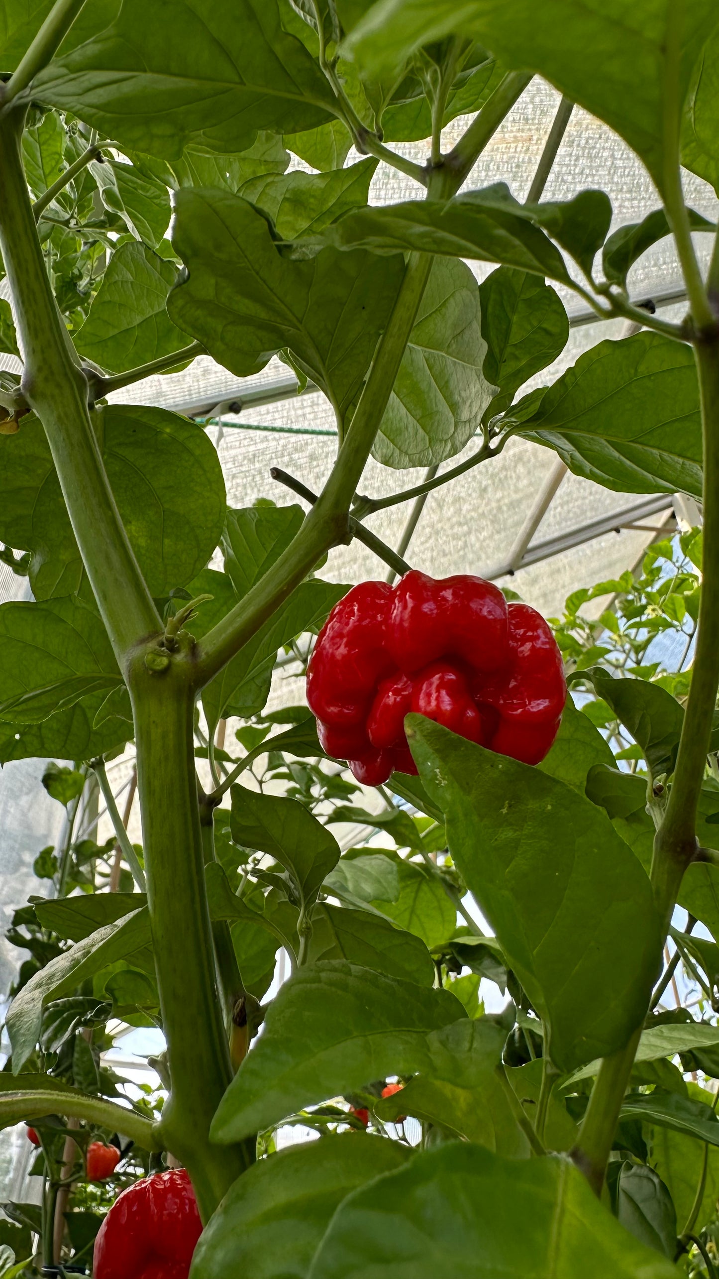 Trinidad Moruga Scorpion