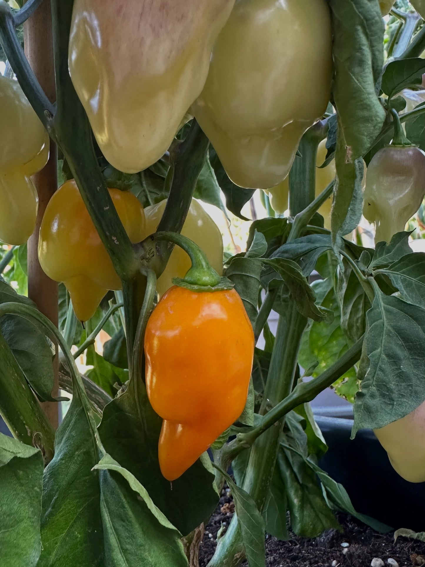 Trompito Amarillo 2025