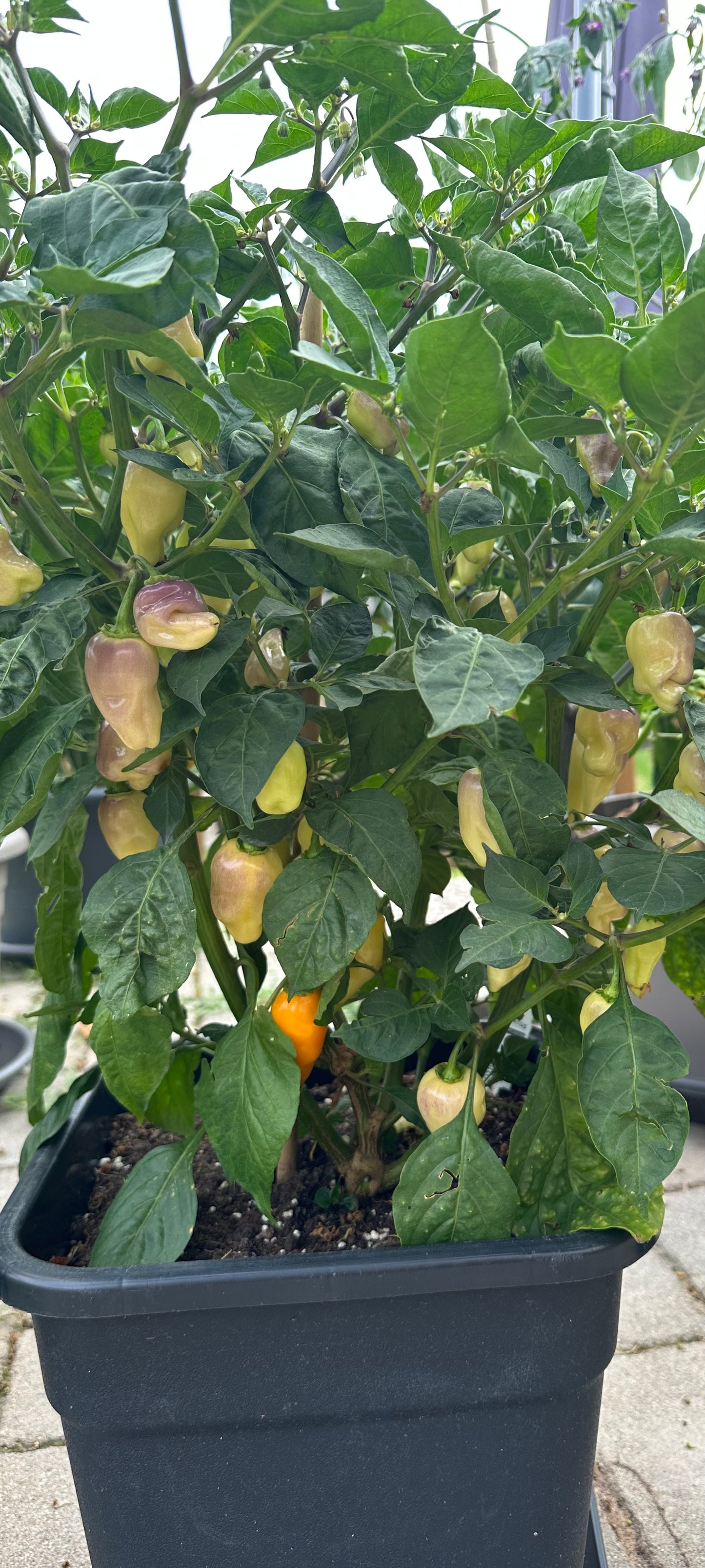 Trompito Amarillo 2025