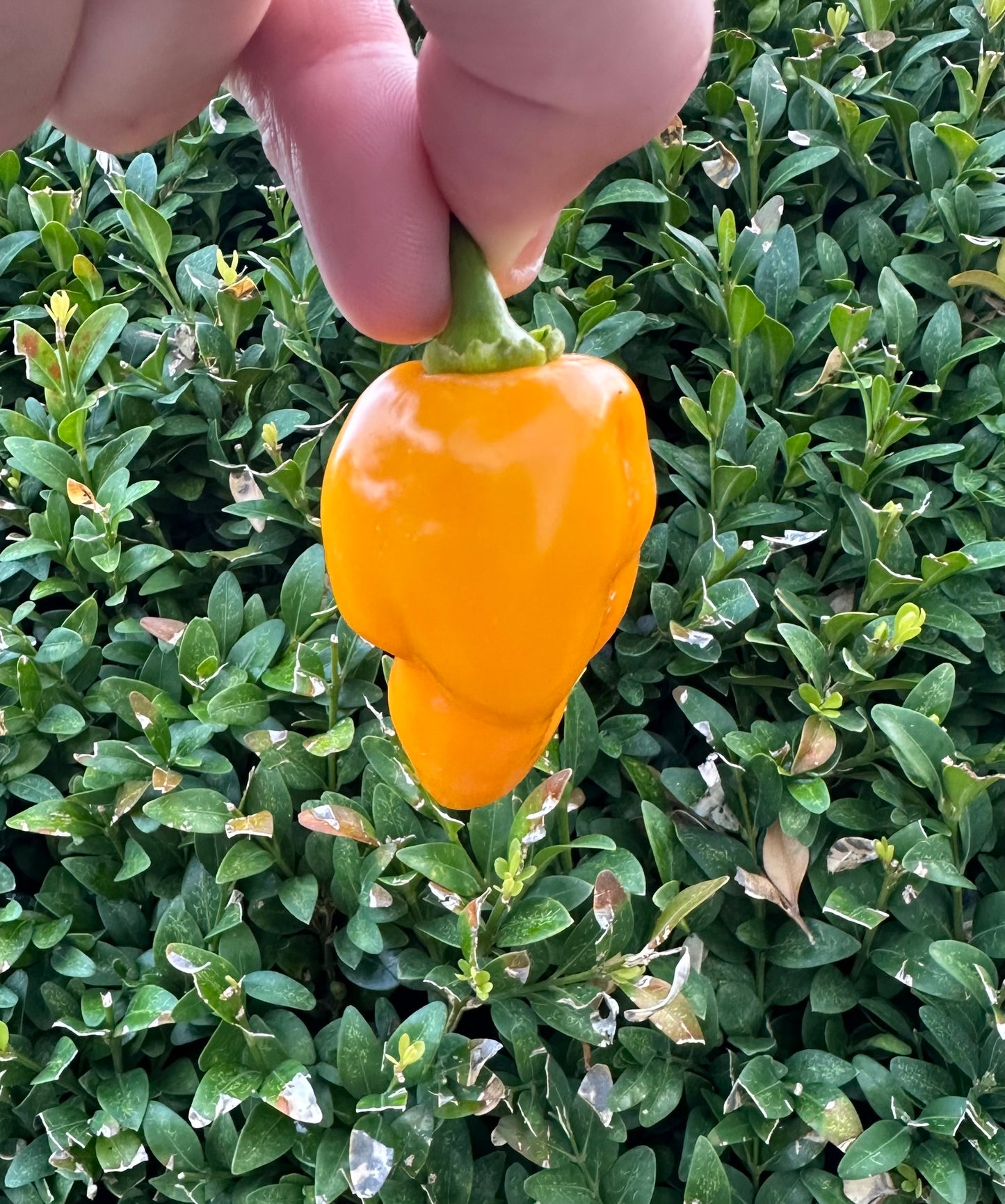 Trompito Amarillo 2025