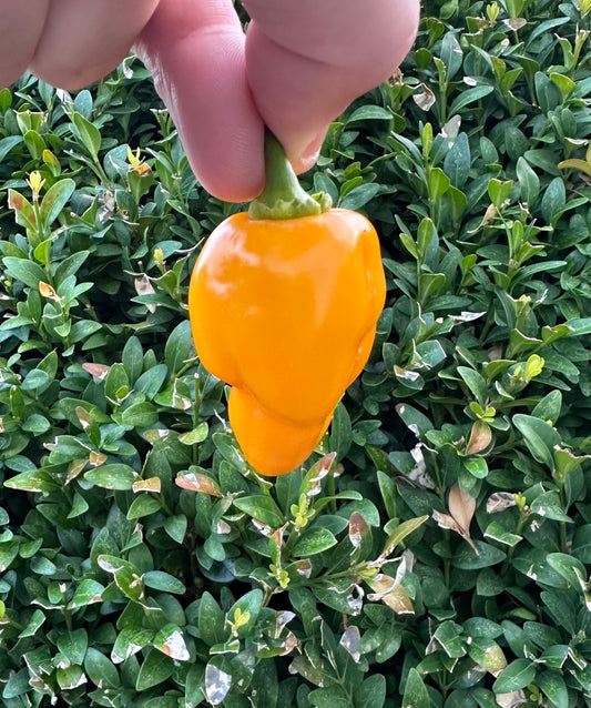 Trompito Amarillo 2025