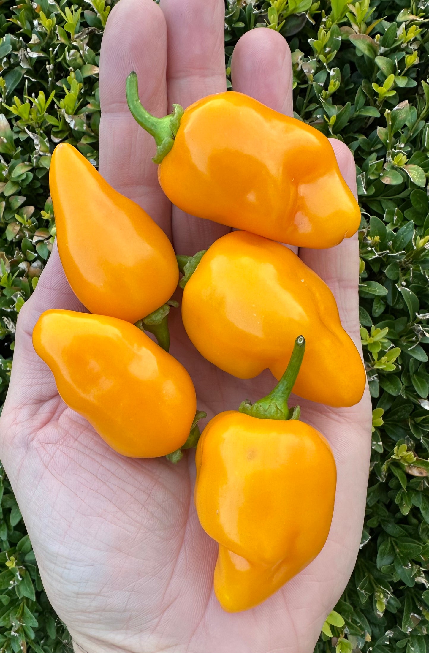 Trompito Amarillo 2025