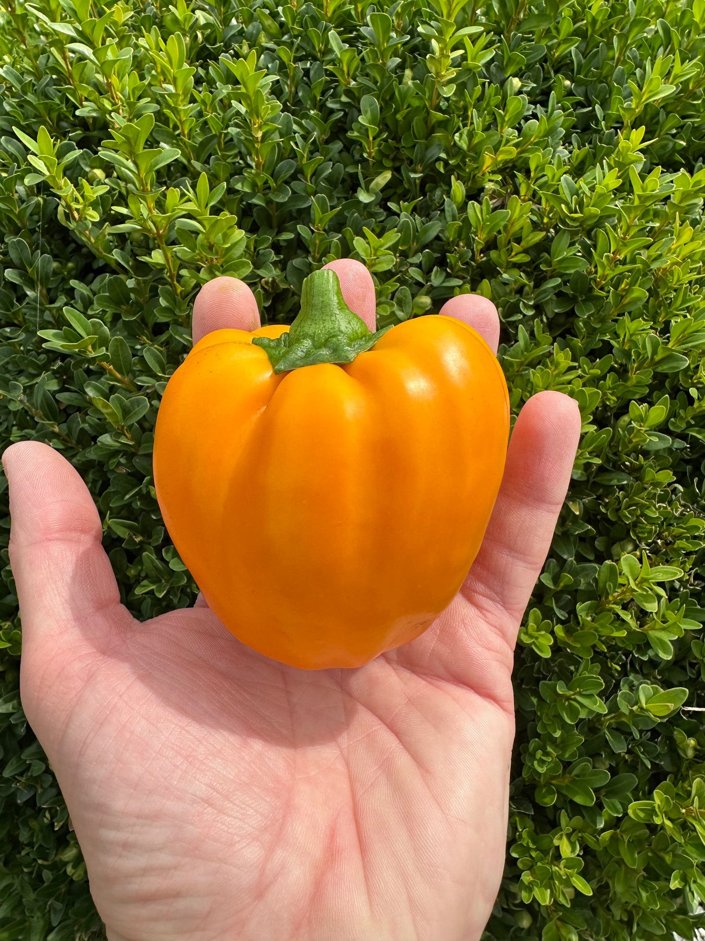 California Wonder Yellow