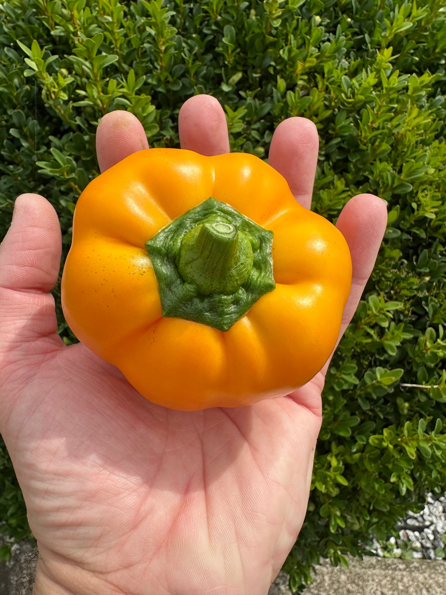 California Wonder Yellow