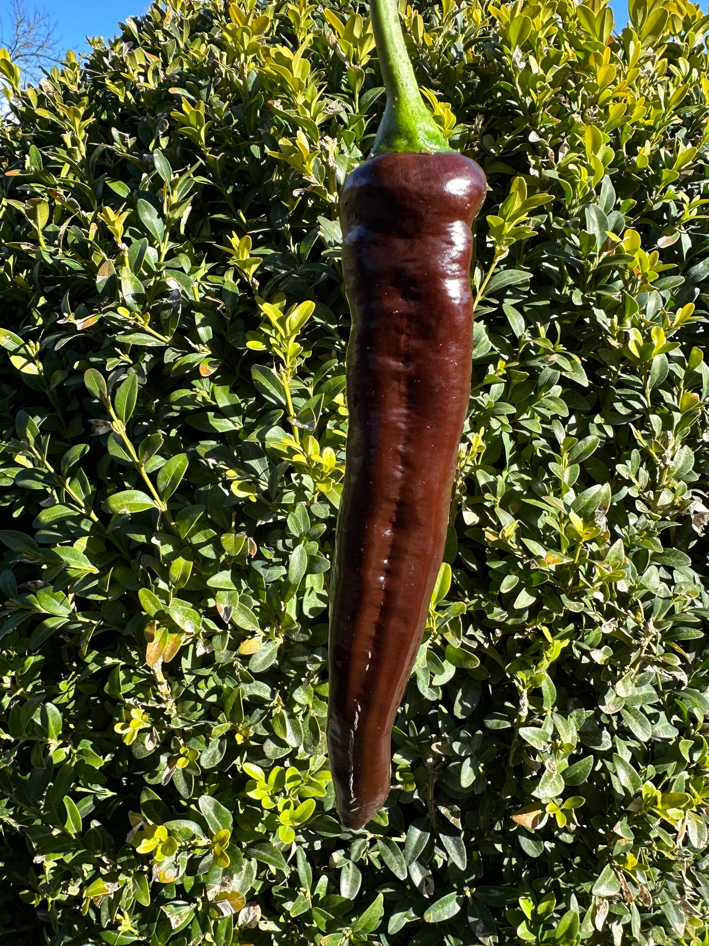 XL Long Brown Sweet Pepper *isoliert*