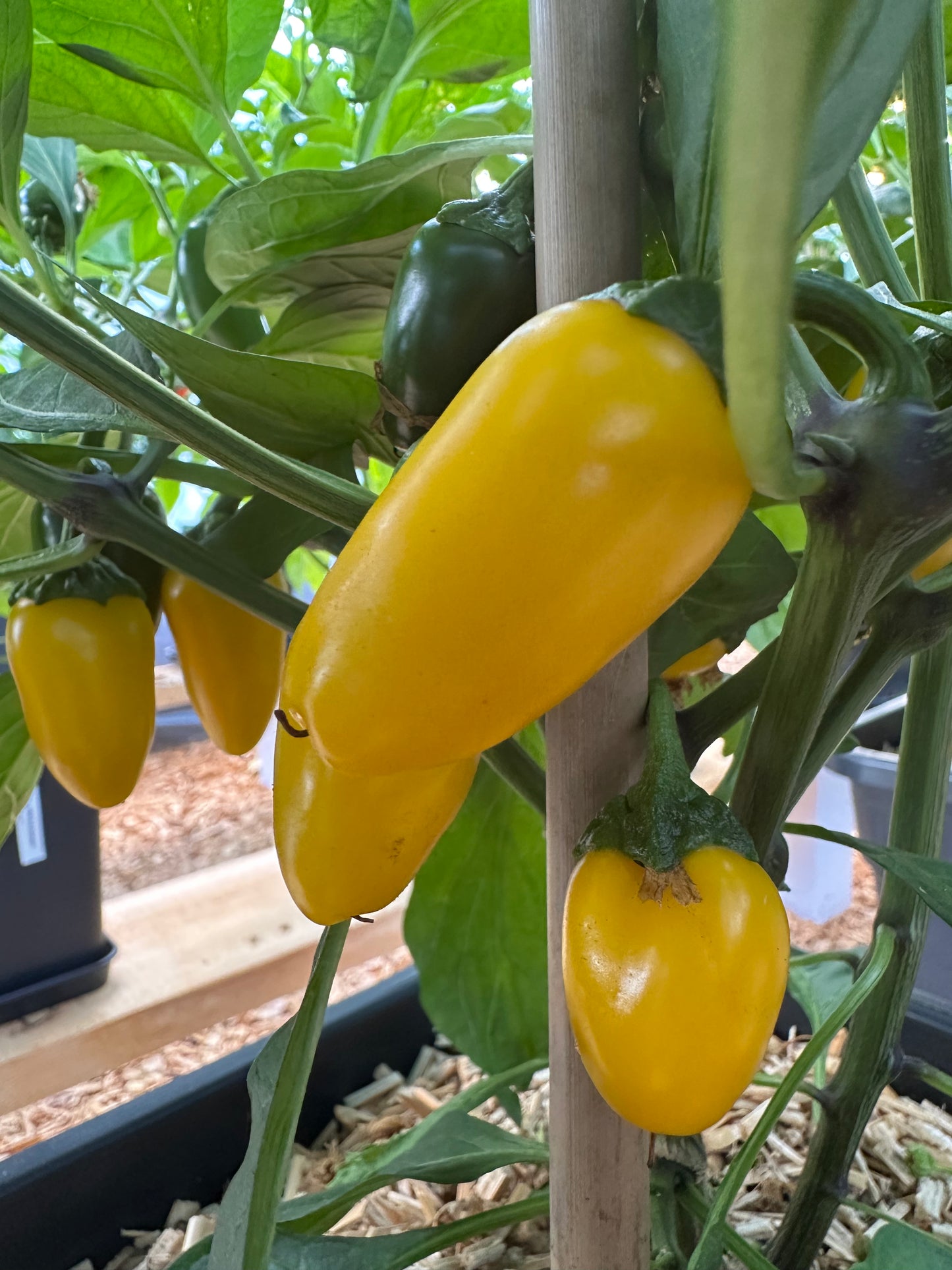 NuMex Lemon Spice